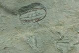Cambrian Trilobite (Longianda) With Pos/Neg - Issafen, Morocco #243670-4